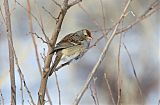 White-crowned Sparrow